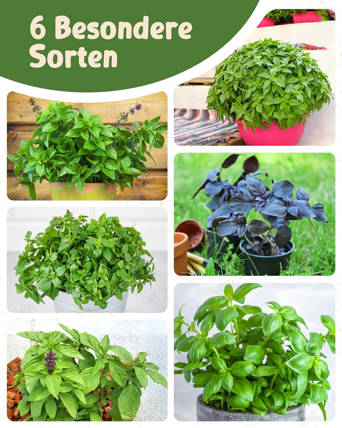 Økologiske basilikumfrø i et sæt med 6 - 6 basilikumfrø til nem dyrkning i haven, balkonen eller højbedet - Plantefrø - Frøplanter