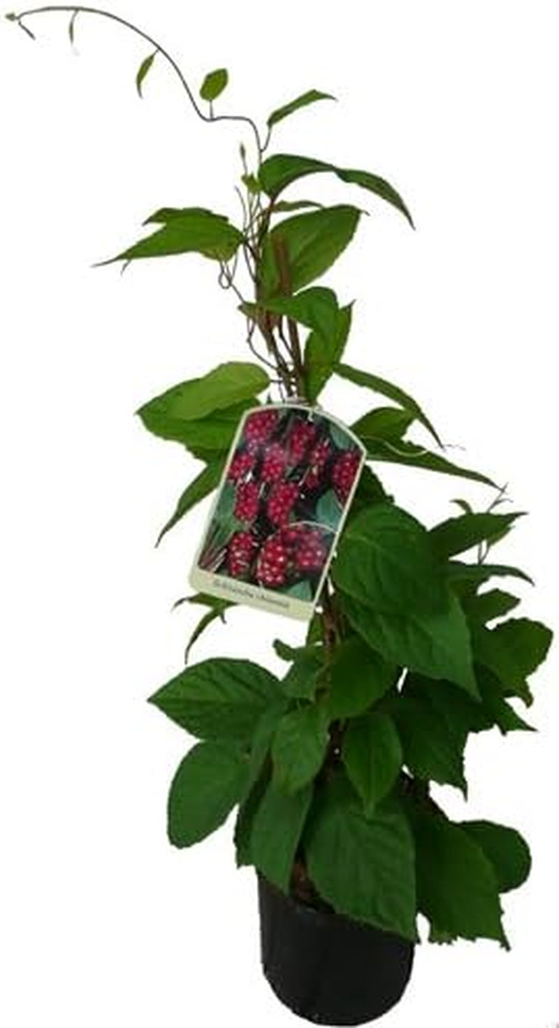 Wu-Wei-Zi Beere Schisandra Chinensis Pflanze