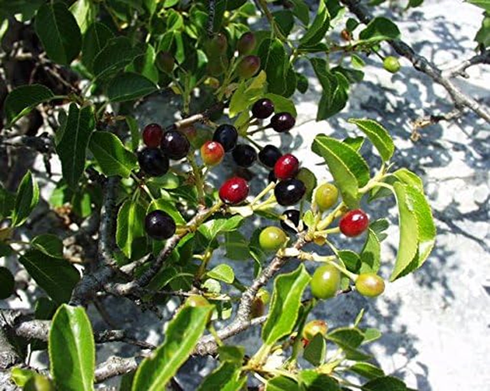 Steinweichsel, Felsen- Oder Weichselkirsche (Prunus Mahaleb) 1000 Samen