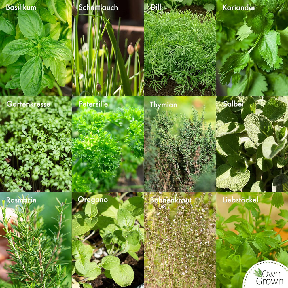 Owngrown Kräuter Samen Set 12 Sorten Garten Und Küchenkräuter Samen - Petersilie, Kräuter Der Provence, Italienische Kräuter, Koriander Samen, Dill, Kräutersamen Für Balkon, Und Hochbeet