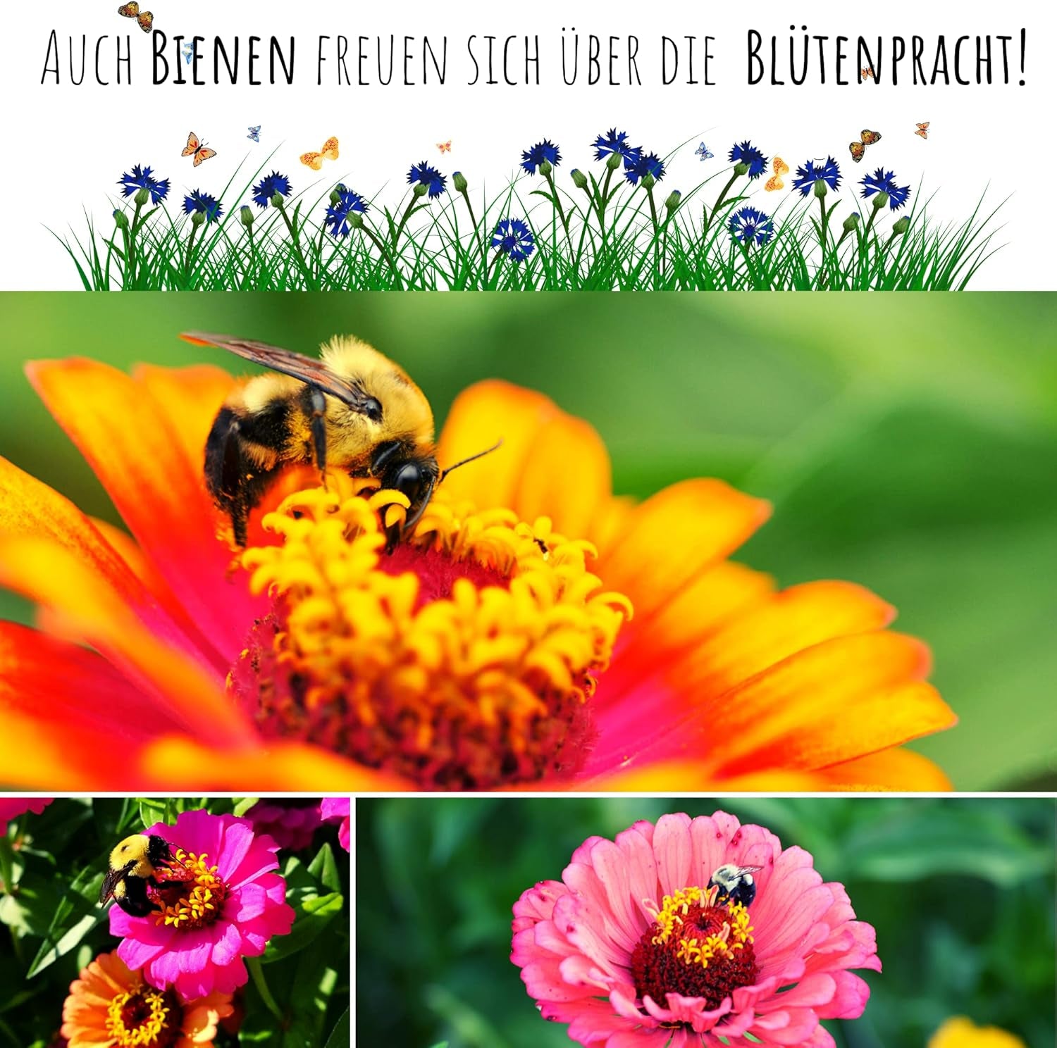 Zinnia frøblanding (Zinnia) - Farverige sommerblomster til havebedet, altanen, terrassen og som afskårne blomster i vaser