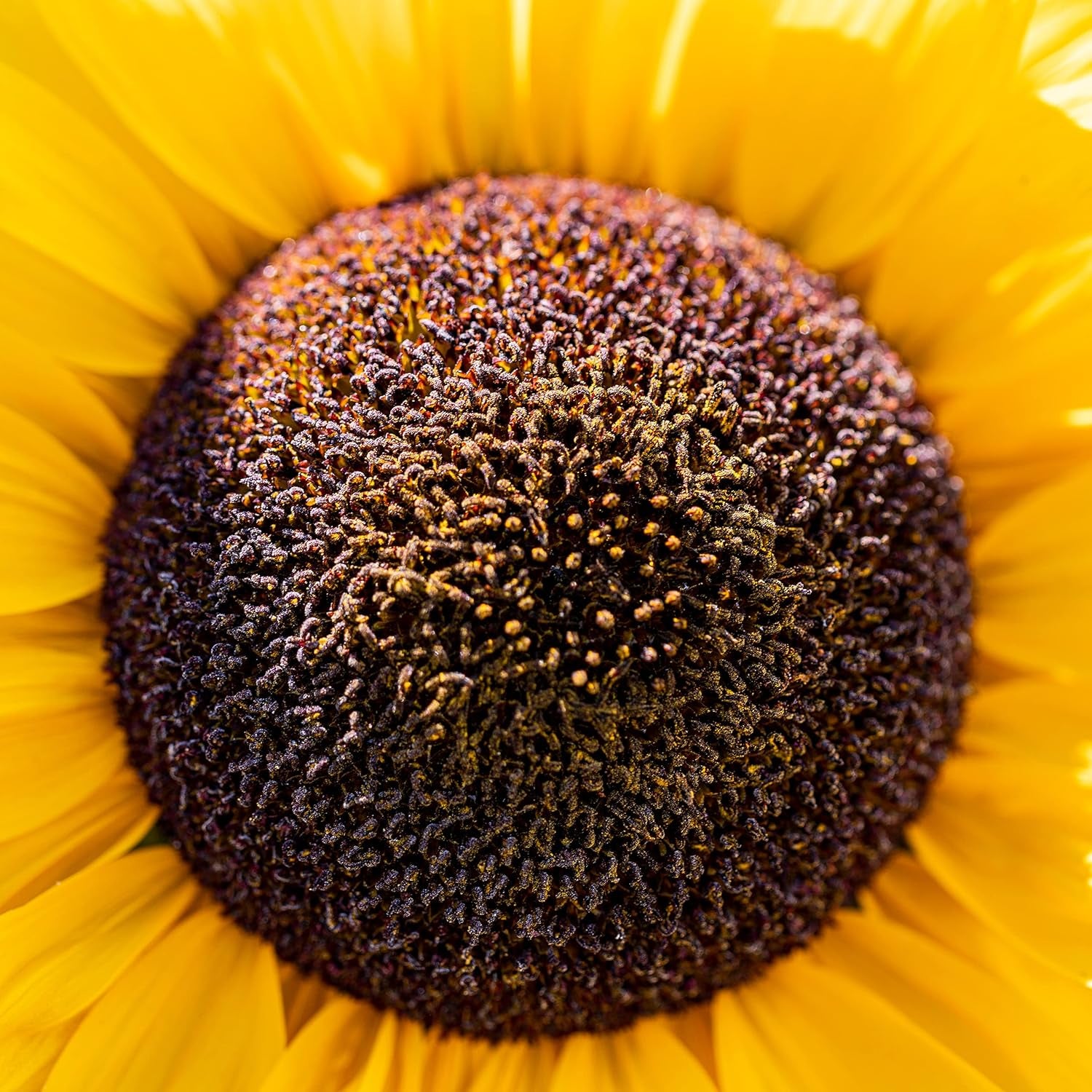 Gule diskossolsikkefrø (Helianthus annuus): Premium solsikkefrø, solsikkefrø til dyrkning af omkring 20 solsikkeplanter - insektvenlige blomsterfrø fra OwnGrown