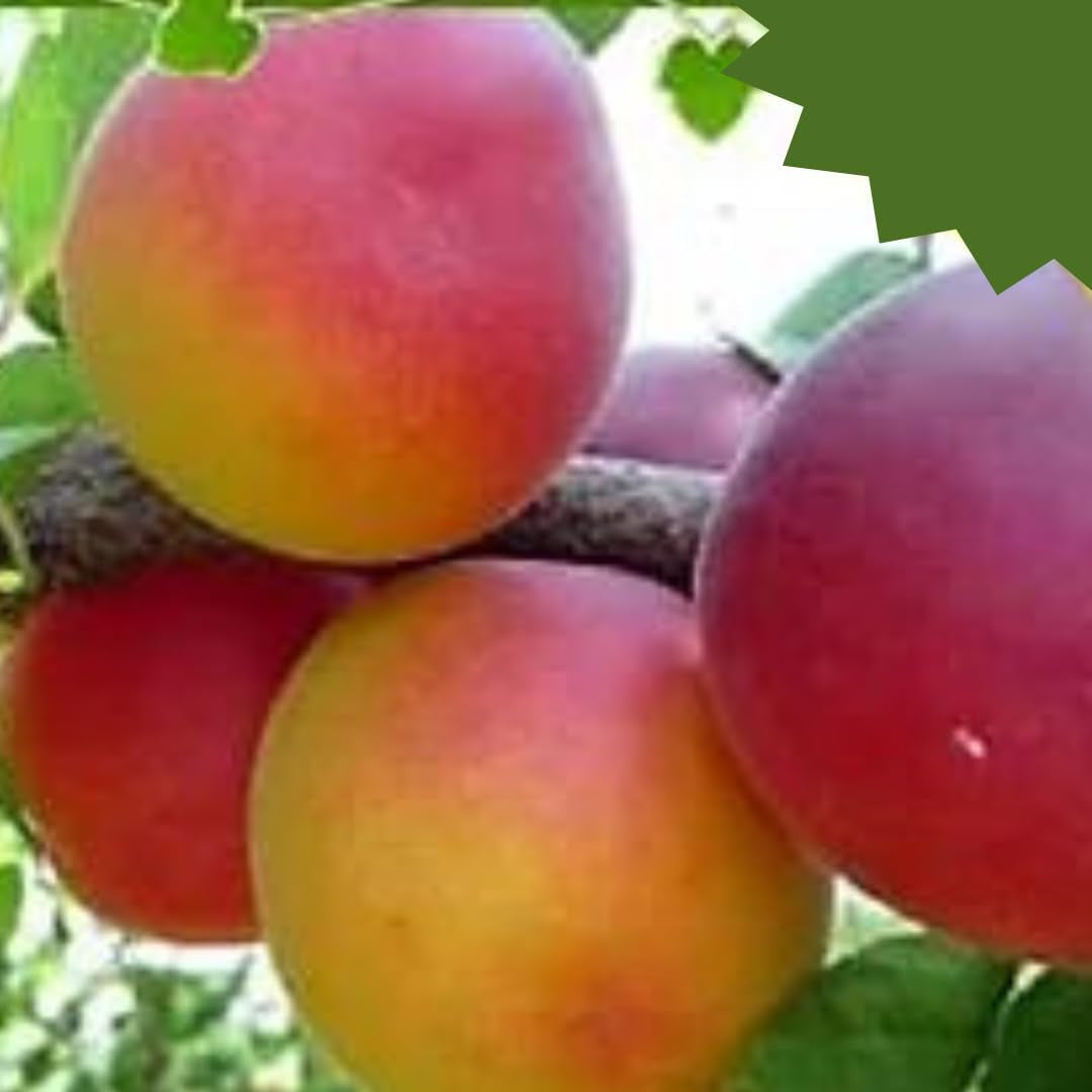 Susincocco Pflaumen - Obstpflanze Alte Frucht Auf Blumentopf 20 - Baum Max 170 Cm – 2 Jahre Anbau Italien