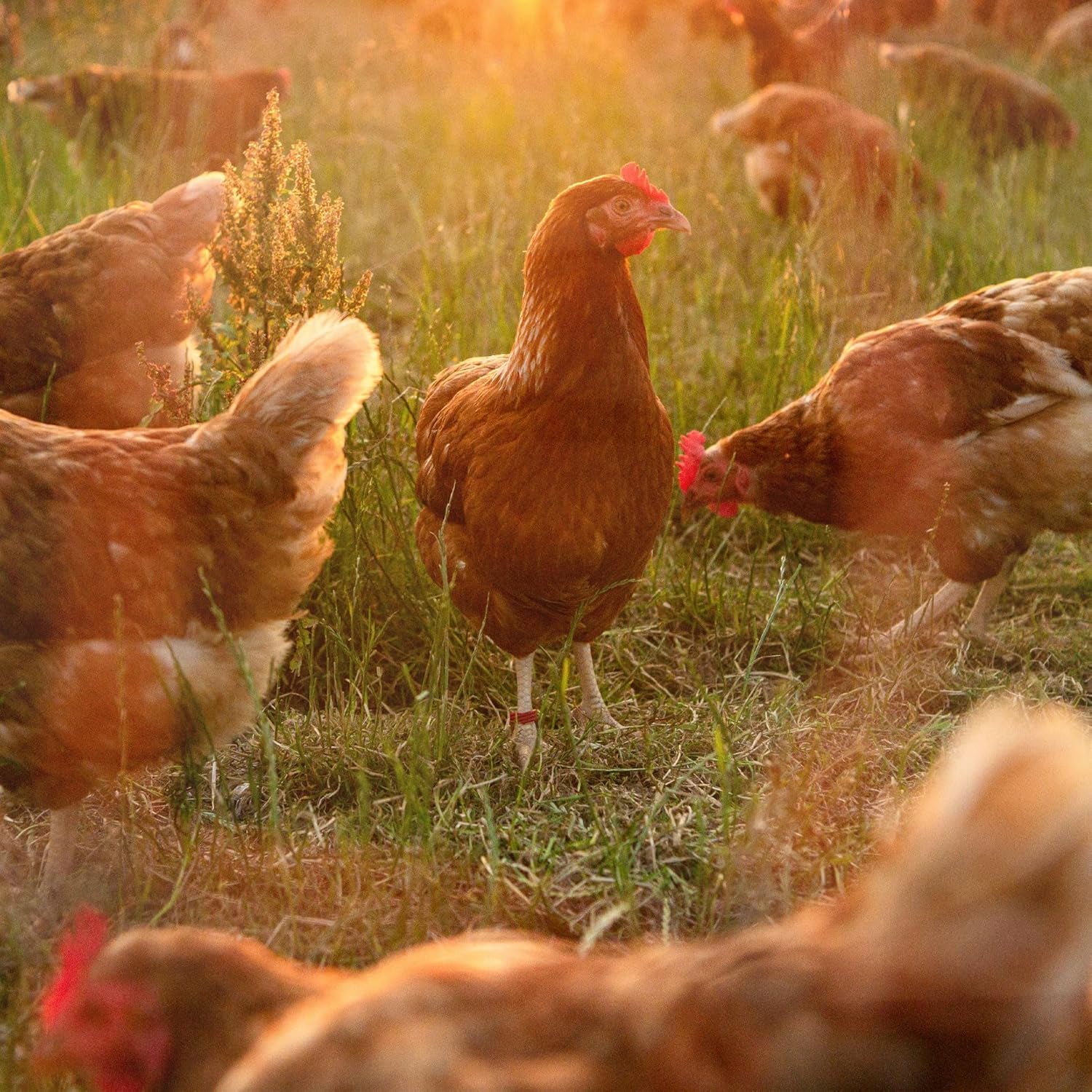 Ida Plus - GoldenEgg 200 ml - reduceret Brucheier & Federfressen - understøttet Federwachstum & Federkleid - Wichtige Mineralien & Vitamine für Hühner - Beste Eierqualität bei Ihrer Hühnerhaltung