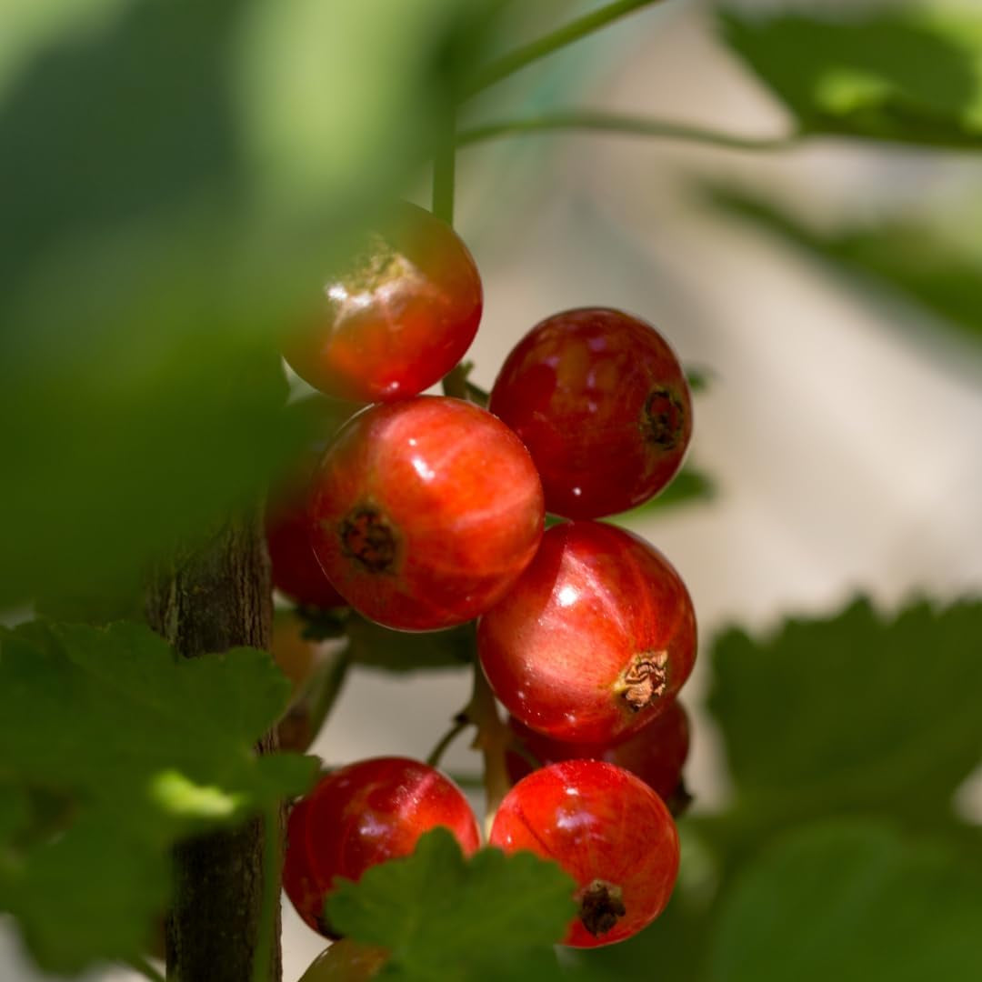 Rote Stachelbeere - Obstpflanze Auf Blumentopf 20 - Baum – 2 Jahre Anbau Italien