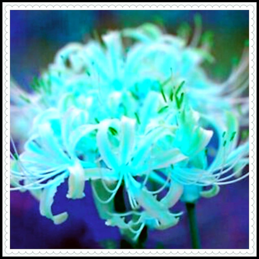 Blomsterløgblanding, Mystery Magic Bulb, Hårdfør plantning, Vinterhårdfør flerårig blomsterløg, Hårdføre løg - 3 orkidéløg