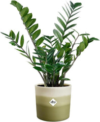 Ghiveci rotund elho Colour Gradient 16cm - pentru interior - 100% plastic reciclat - Ø 15.9 x H 14.7 - Verde/Verde bambus