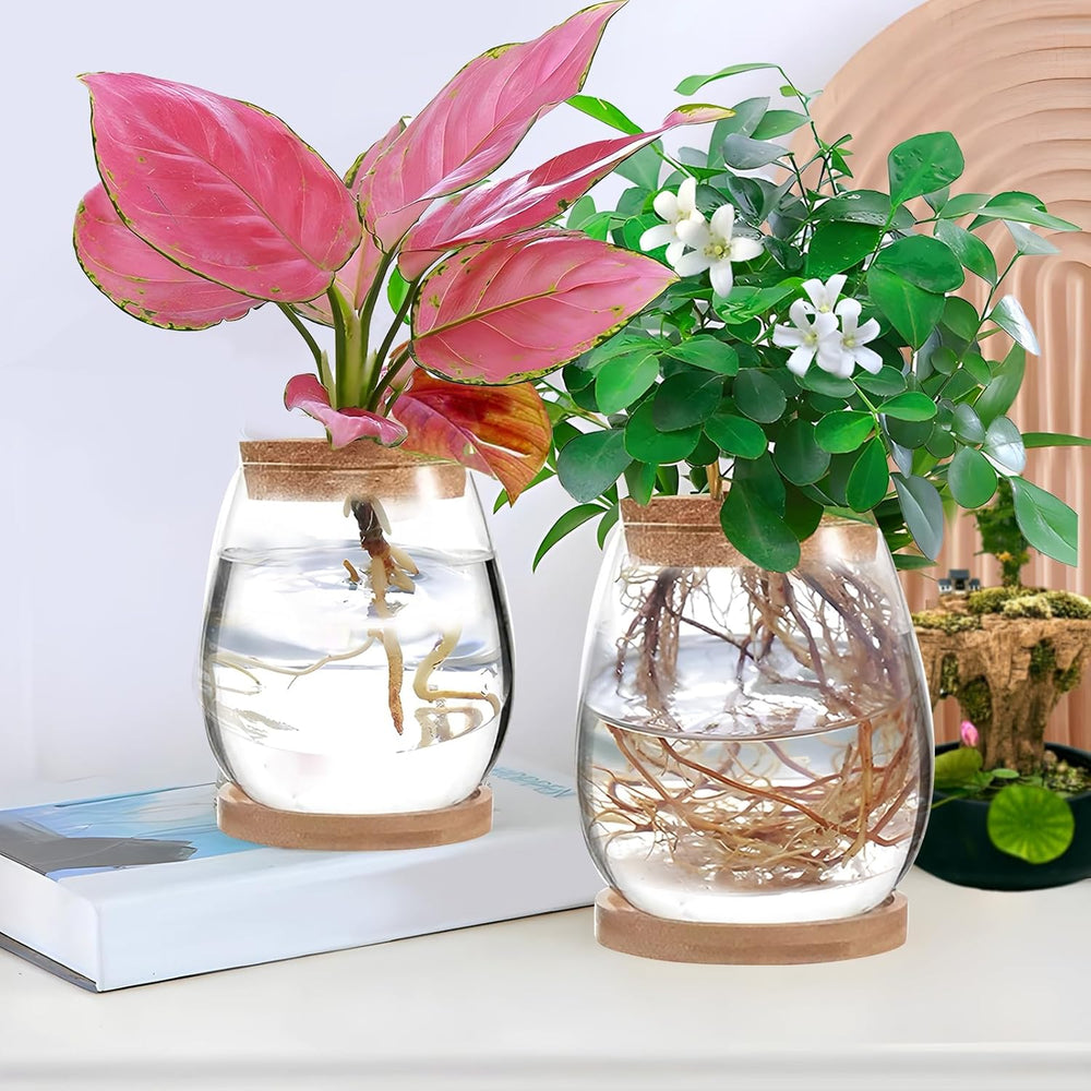 Hydroponic Plant Grow Station 12x11cm Avocado frøvase Glasplantekasse Hydroponisk glasvase til vandplanter eller blomster Skrivebordsdekoration 2 stk.