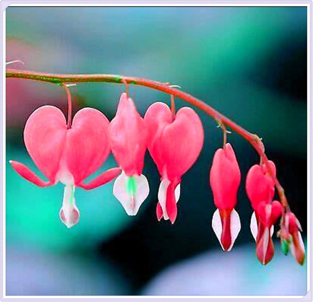 Blomsterløgblanding, Mystery Magic Bulb, Hårdfør plantning, Vinterhårdfør flerårig blomsterløg, Hårdføre løg - 3 orkidéløg