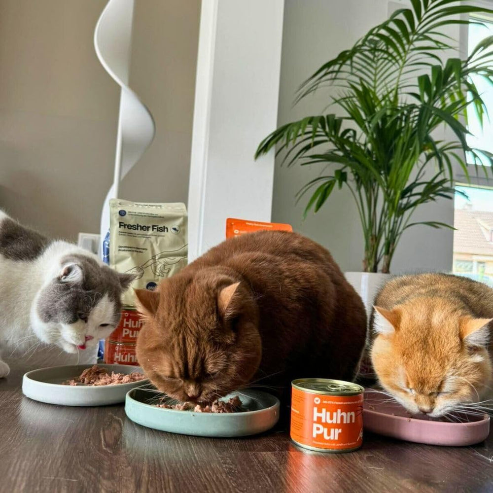 The Better Cat - Hrană umedă fără cereale cu conținut extra ridicat de carne - Hrană premium pentru pisici fără cereale și fără zahăr (200g, Pui)