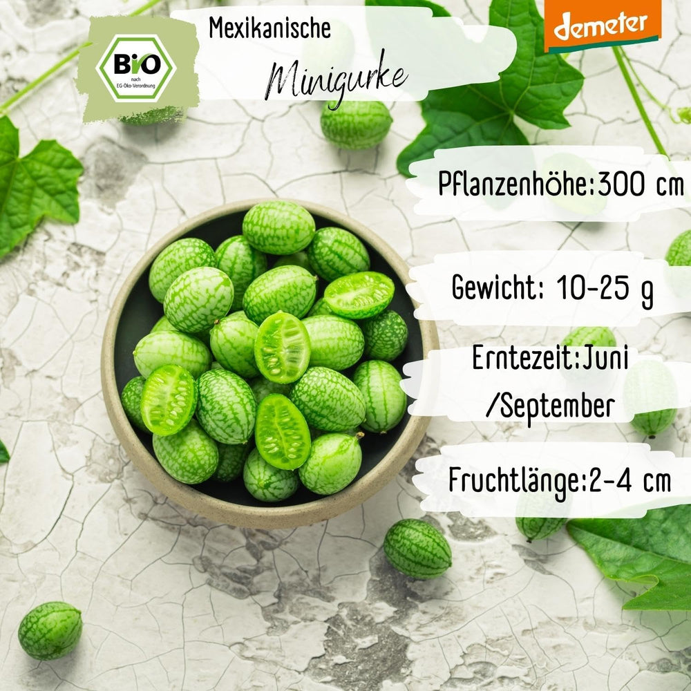 Økologiske mini mexicanske agurkfrø, 10 snacksagurkfrø, høj spireevne, Demeter-certificeret og åbent bestøvet | LOVEPLANTS Balkon Have Højbed Grøntsagsfrø - Heirloom Grøntsagssorter