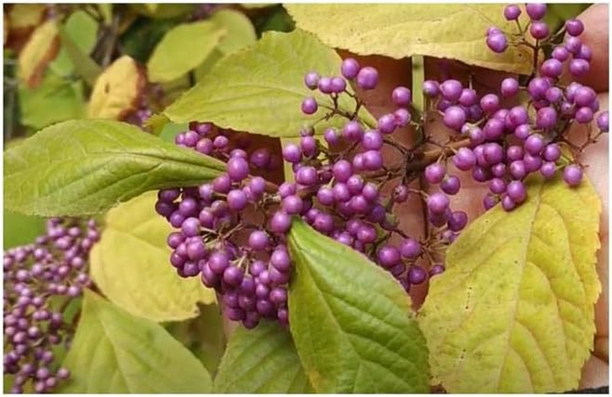 Stk - 10X Callicarpa Japonica Leucocarpa Japanische Schönfrucht Pflanzen - Samen B198 -