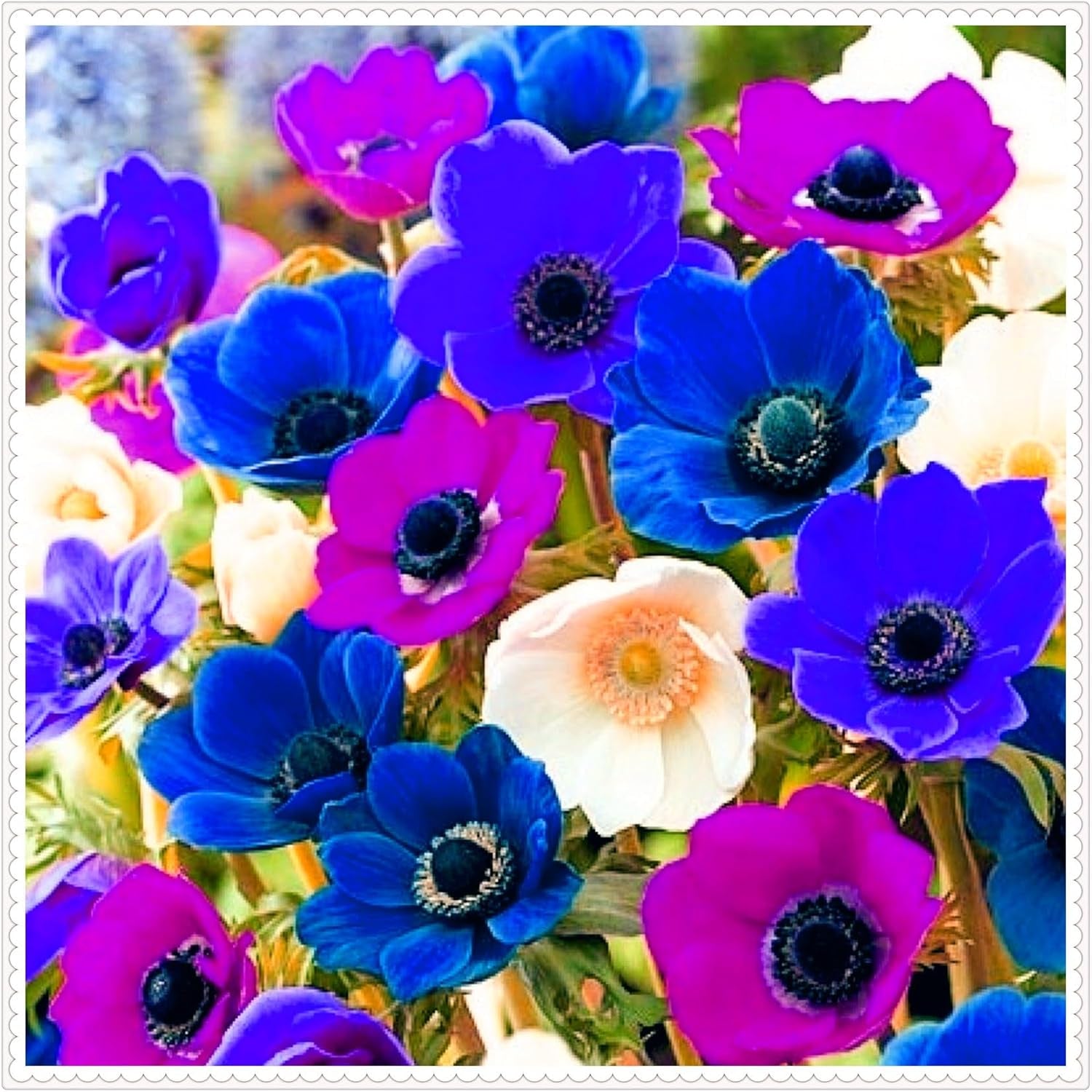 Blomsterløgblanding, Mystery Magic Bulb, Hårdfør plantning, Vinterhårdfør flerårig blomsterløg, Hårdføre løg - 3 orkidéløg