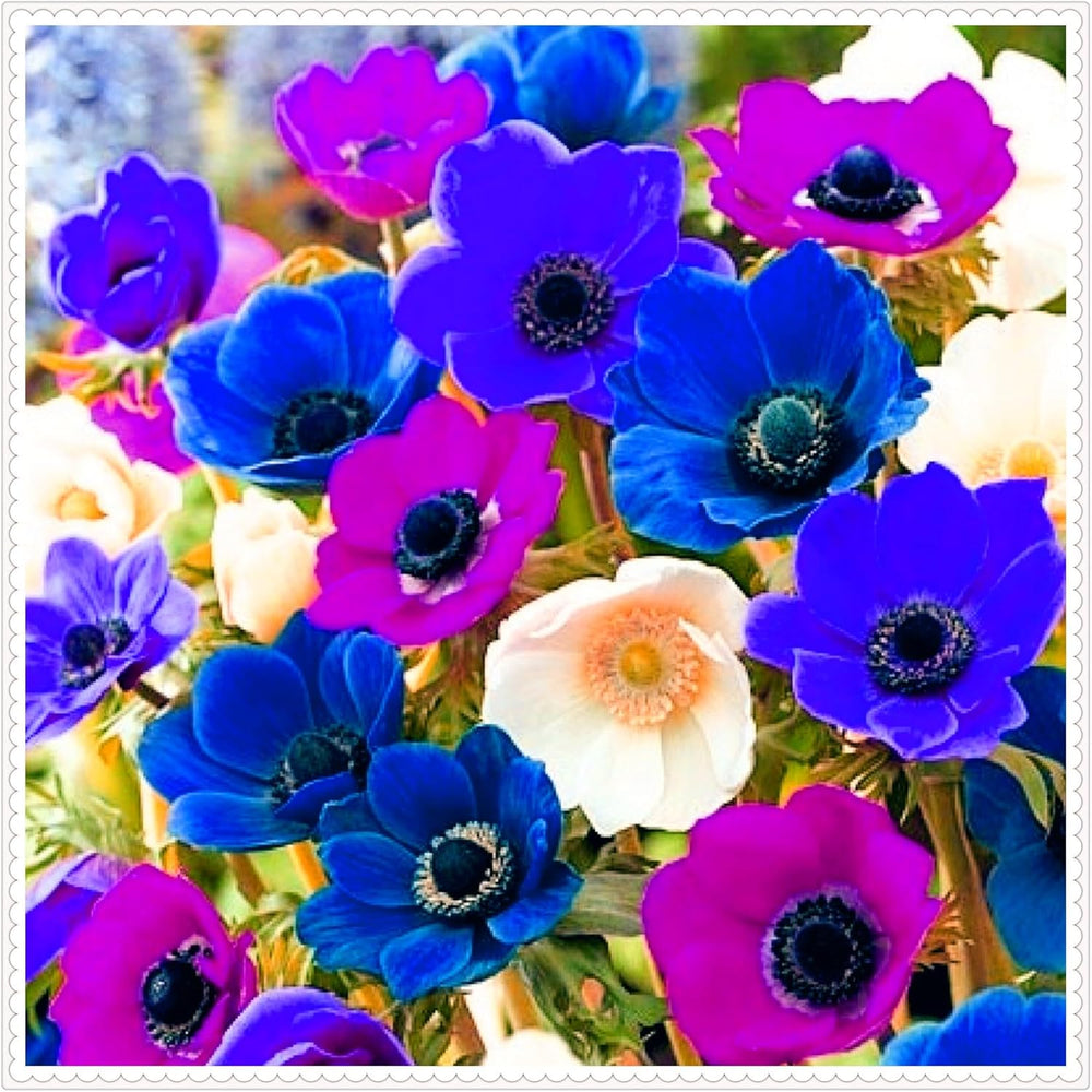 Blomsterløgblanding, Mystery Magic Bulb, Hårdfør plantning, Vinterhårdfør flerårig blomsterløg, Hårdføre løg - 3 orkidéløg