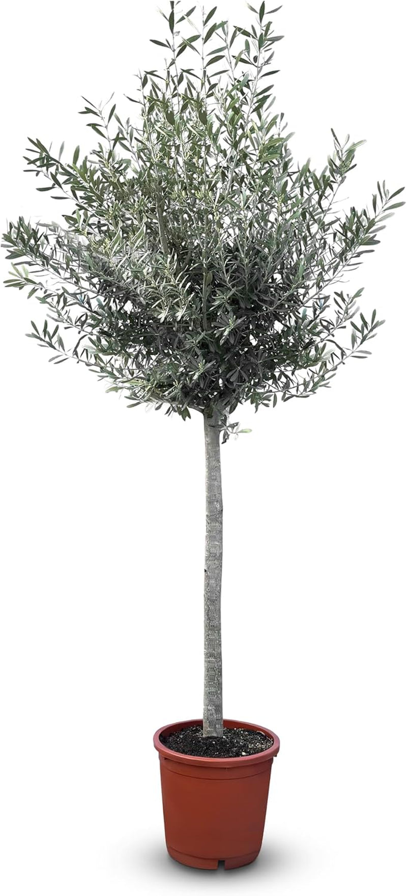 Sunny Tree Olivenbaum Olive '25 Jahre' 160 Cm, A+ Qualität, Winterhart, Olea Lechin Winterhart -18