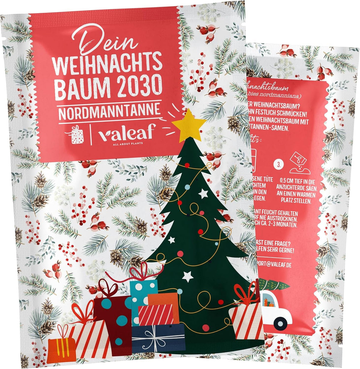 Brad de Crăciun 2030 - Semințe de brad Nordmann pentru plantarea unui brad de Crăciun, ideal ca și cadou de Crăciun Secret Santa