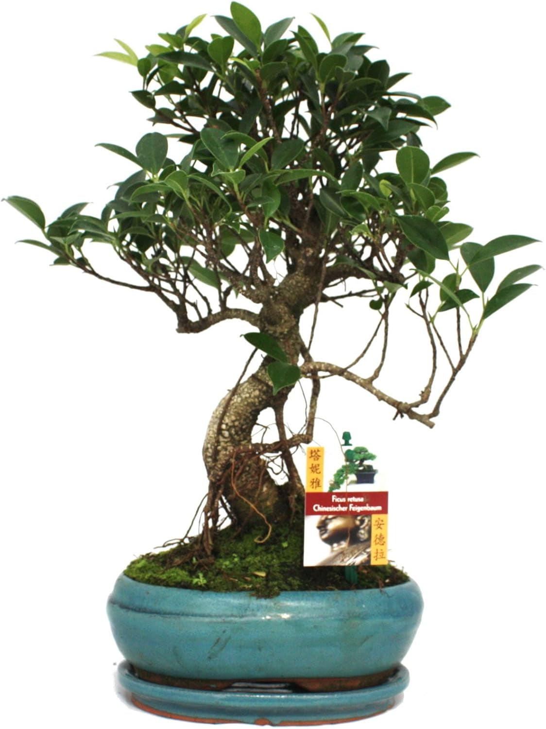 Exotenherz - Bonsai Chinesischer Feigenbaum - Ficus Retusa - Ca. 10 Jahre