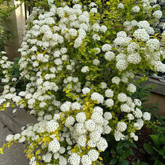 Spiraea, Spiraea Salicifolia, Garten Geschenke Für Frauen Steingartenpflanzen Gartenpflanzen Winterhart Mehrjährig Wildblumensamen Gartenarbeit 150Samen
