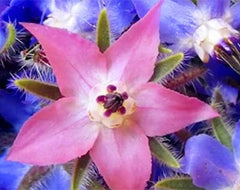 Frø 20 stk Borago Officinalis eksotiske blomsterfrø udendørs blomsterhave smuk og lys (Liu Li Ju): 13