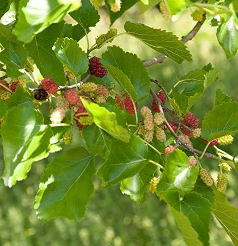Zwerg Maulbeere Mojo Berry 40-60Cm - Morus Rotundiloba - Lebende Gartenpflanze Aus Den n