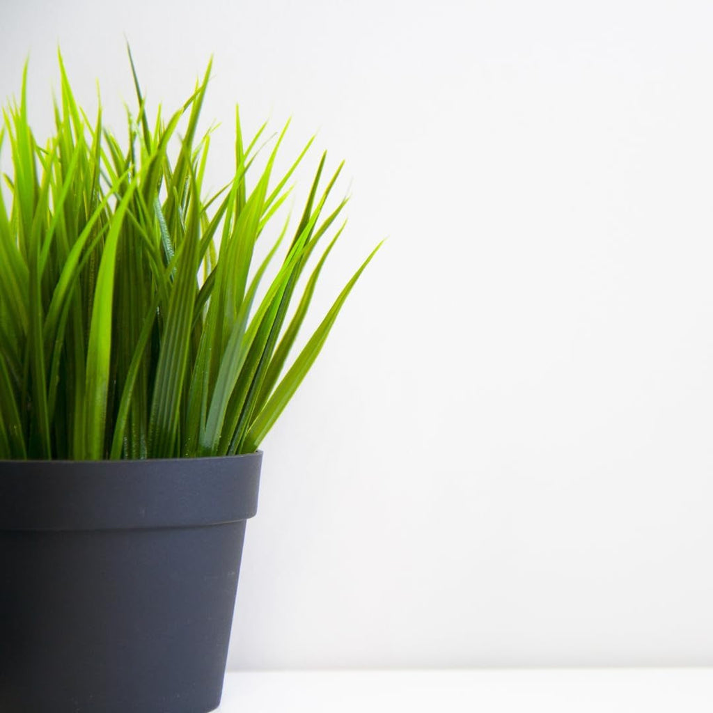 Ghiveci mic din plastic - diametru 12 cm, ușor și durabil, ideal pentru răsaduri, butași și plante de apartament - culoare aleatorie, Aléatoire