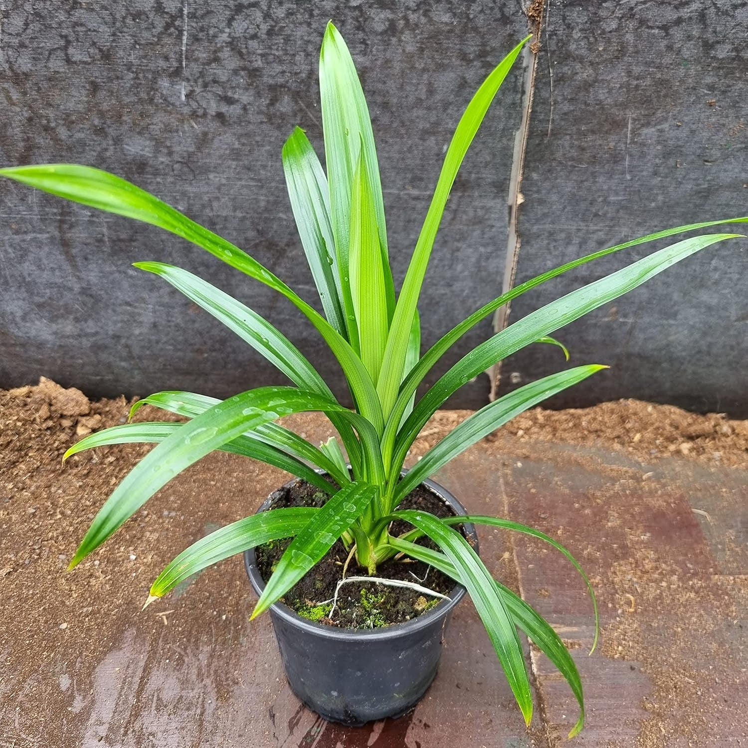 1 Gesunde Pandanpalme | Pandanus Amaryllifolius | Southasian Pandan | Essbare Blätter | Aus Stecklingen Gezogen | Selten | 20-30Cm Höhe | Schraubenbaum | Annapoorna | Wangi | Rampe
