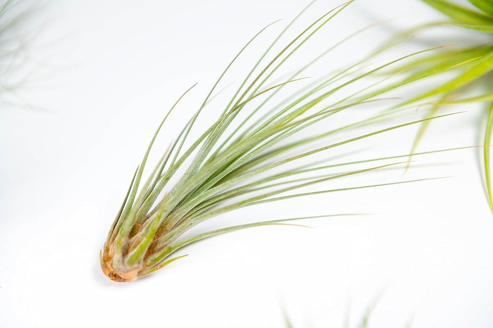 Packung Luftpflanzen - Tillandsia Ionantha, T. Butzii, T. Juncea - Natürliche Blütenpflanzen - Außen Und Innen (3 Stück)