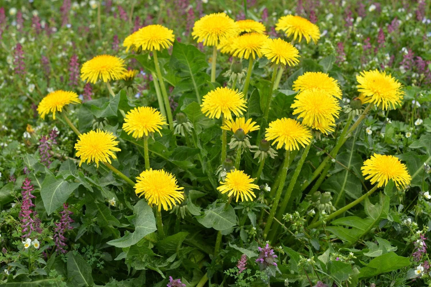 SAFLAX - BIO - Mælkebøtte - 400 frø - Taraxacum officinale