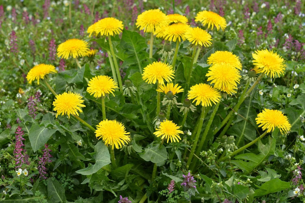 SAFLAX - BIO - Mælkebøtte - 400 frø - Taraxacum officinale