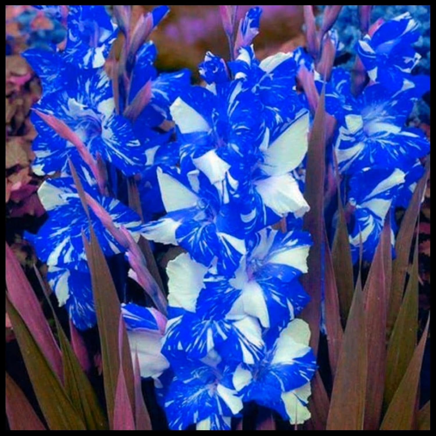 Blomsterløgblanding, Mystery Magic Bulb, Hårdfør plantning, Vinterhårdfør flerårig blomsterløg, Hårdføre løg - 3 orkidéløg