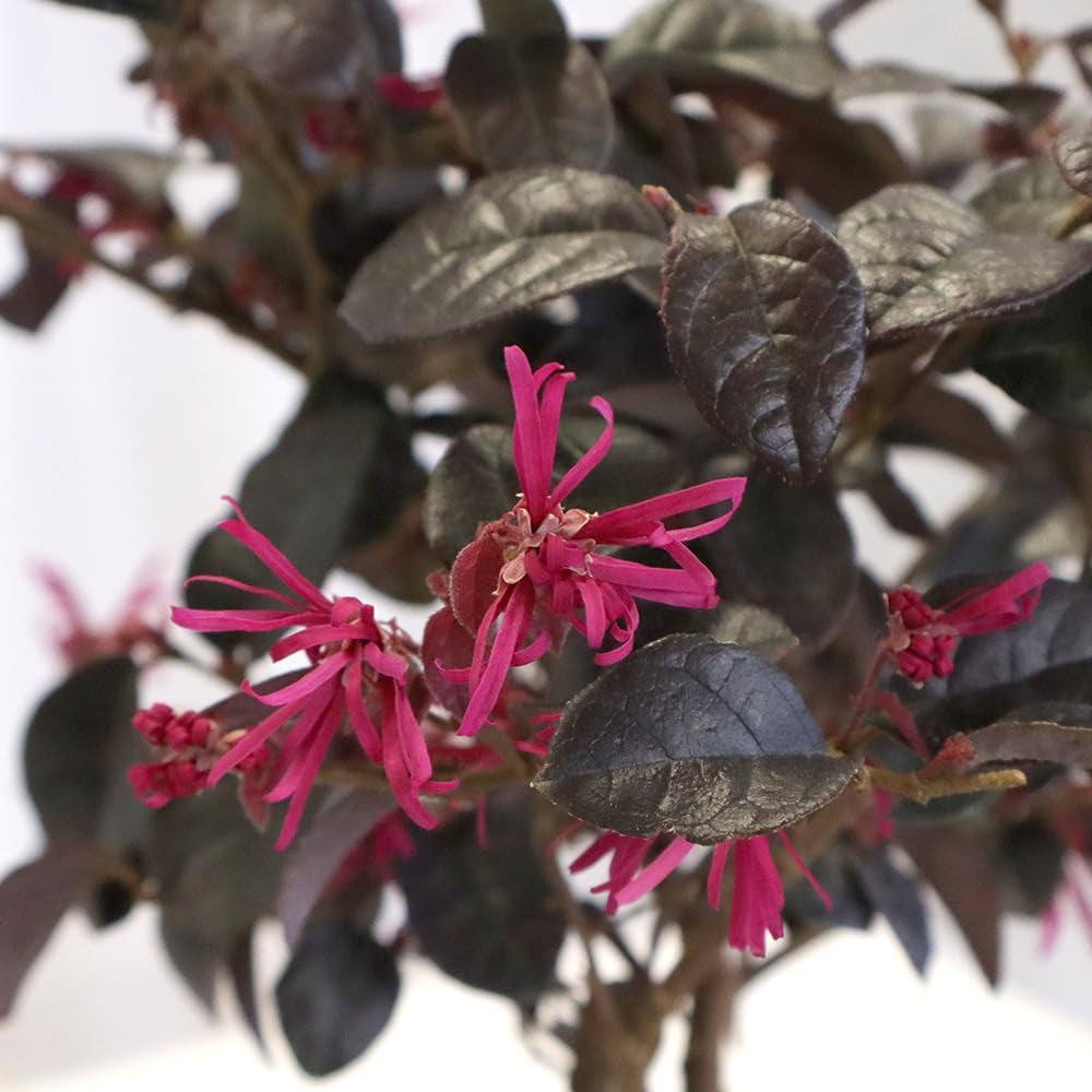 KENTIS - Bonsai Loropetalum - Echter Dekorativer Outdoor-Bonsai - Echte Pflanzen Für Die Balkonterrasse - H 35-40 Cm Topf Ø 21 Cm