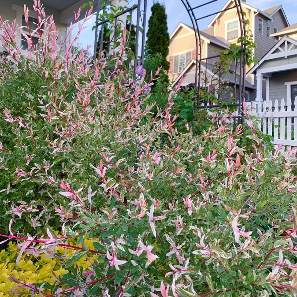 Harlekinweide, Sträucher Garten Salix Integra, Seltene Exotische Immergrüne Sträucher Topfpflanzen Draußen Winterhart Hochbeet 20Samen