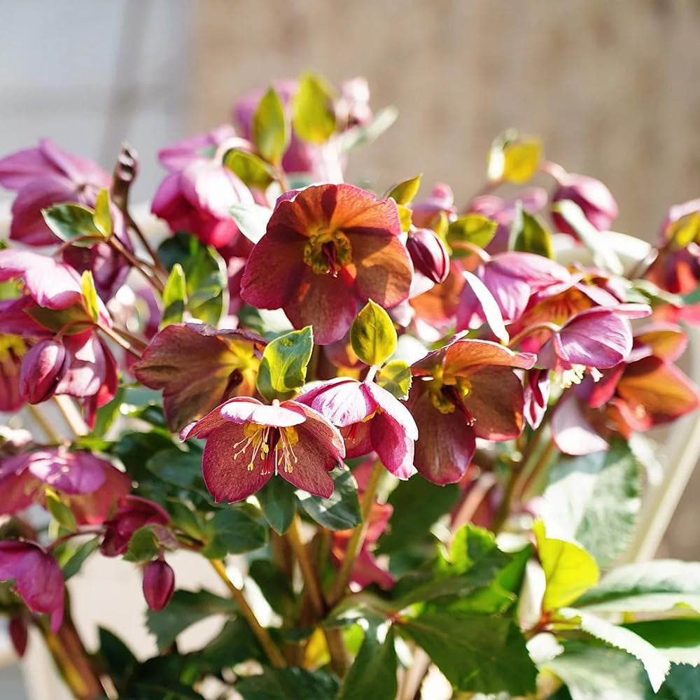 100 Pcs Christrosen Winterhart Samen, Christrose, Schnittblumen Samen, Zimmerpflanzen Samen Blumen Samen, Plants Gärtner Geschenke, Geschenke Für Den Garten Gartenblumen, Winterharte
