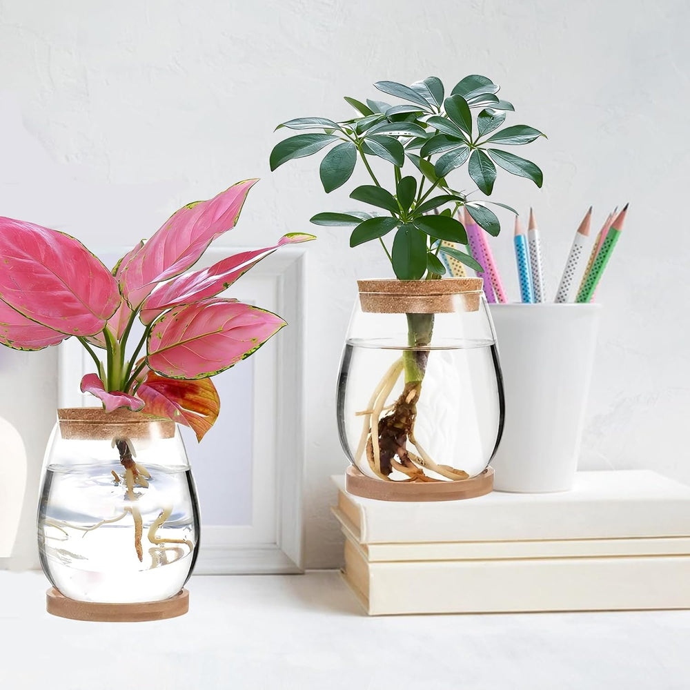 Hydroponic Plant Grow Station 12x11cm Avocado frøvase Glasplantekasse Hydroponisk glasvase til vandplanter eller blomster Skrivebordsdekoration 2 stk.