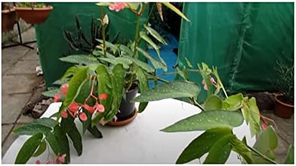 Stk - 10X Begonia Picta Ziersträucher Garten Pflanzen - Samen ID337 -