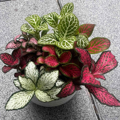 Fittoniasamen, Bodendecker Stauden Winterhart Balkon Gewächshäuser 150Pcs