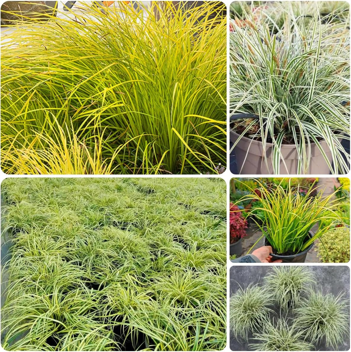 Carex Oshimensis Evergold Grünpflanzen Bodendecker Schattenpflanzen Garten Immergrüne Sträucher Winterhart Steingartenpflanzen Herbst Deko Sträucher Für Den Garten Gartenpflanzen Für 300Samen