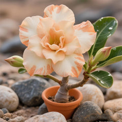 Lebende Pflanzen,Winterhart pflanzen, Mehrjährige Blumenzwiebel ist winterhart, Mysteriöse magische Glühbirne, Blumenzwiebel Mix,3 år-1 Wüstenrose knollen -I