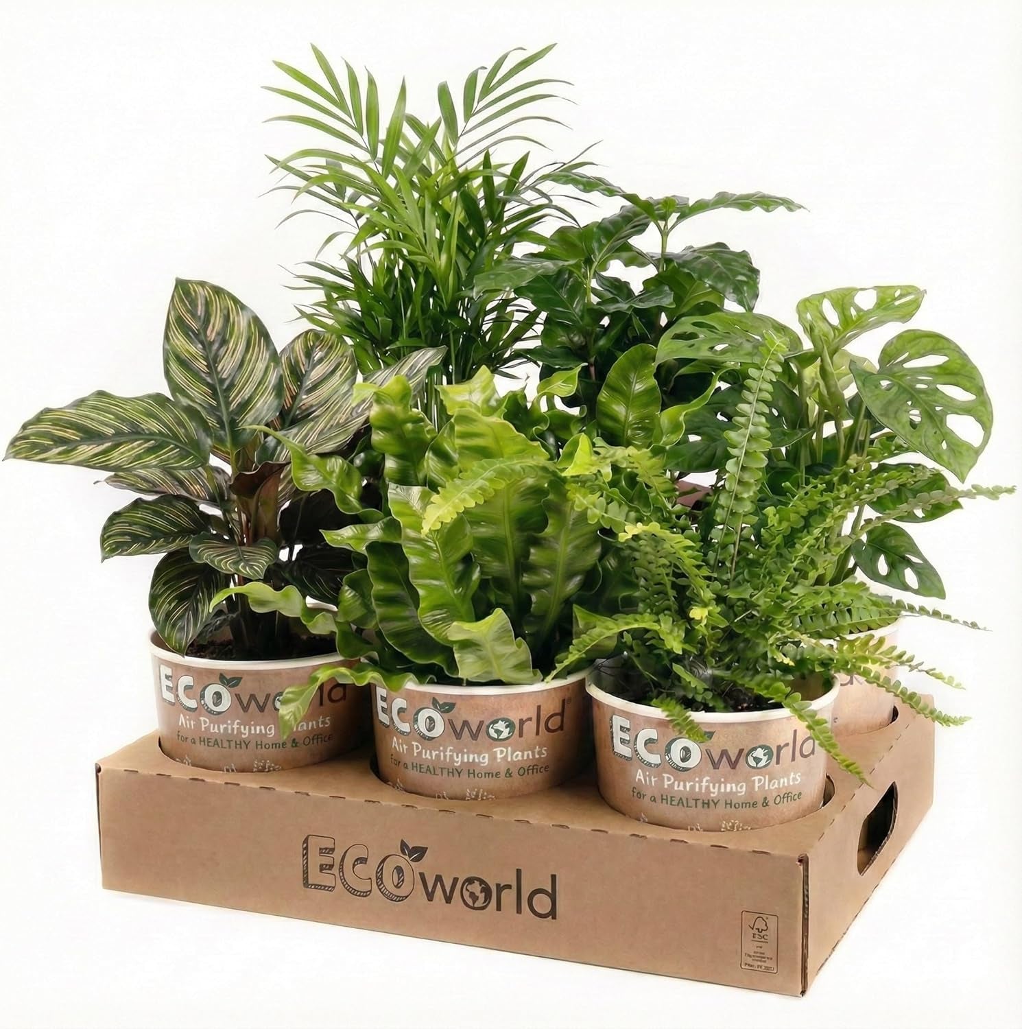 Luftreinigende Pflanzen – 6Er Set Echte Zimmerpflanzen Mit Seegras Töpfen – Tierfreundliche Und Pflegeleichte Grünpflanzen – Ideal Für Wenig Licht – Ø 12 Cm ↥ 40 Cm
