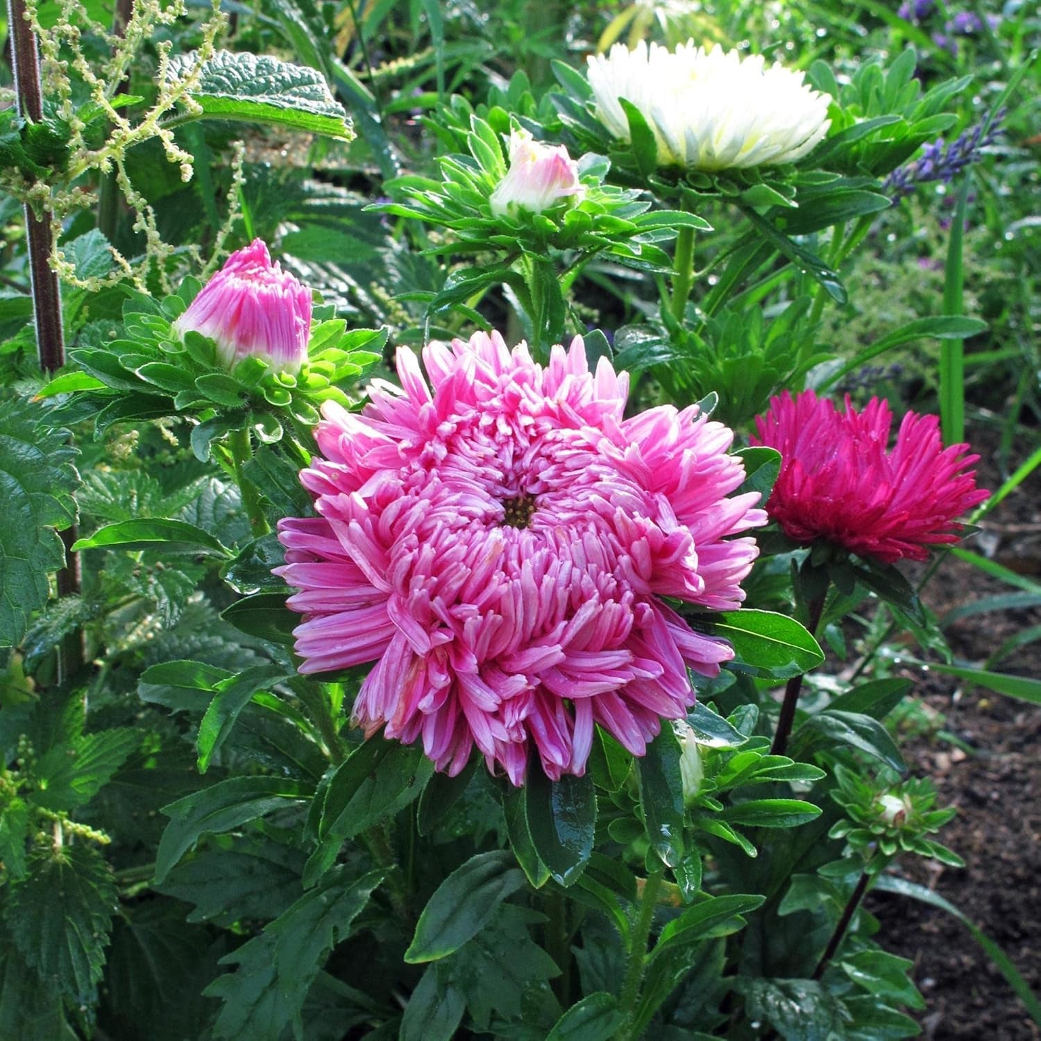 Krallenaster (Callistephus Chinensis) Bio - Ca. 100 Samen Sehr Alte Einjährige Sommerblume Zierpflanze Schnittblume Bienenweide