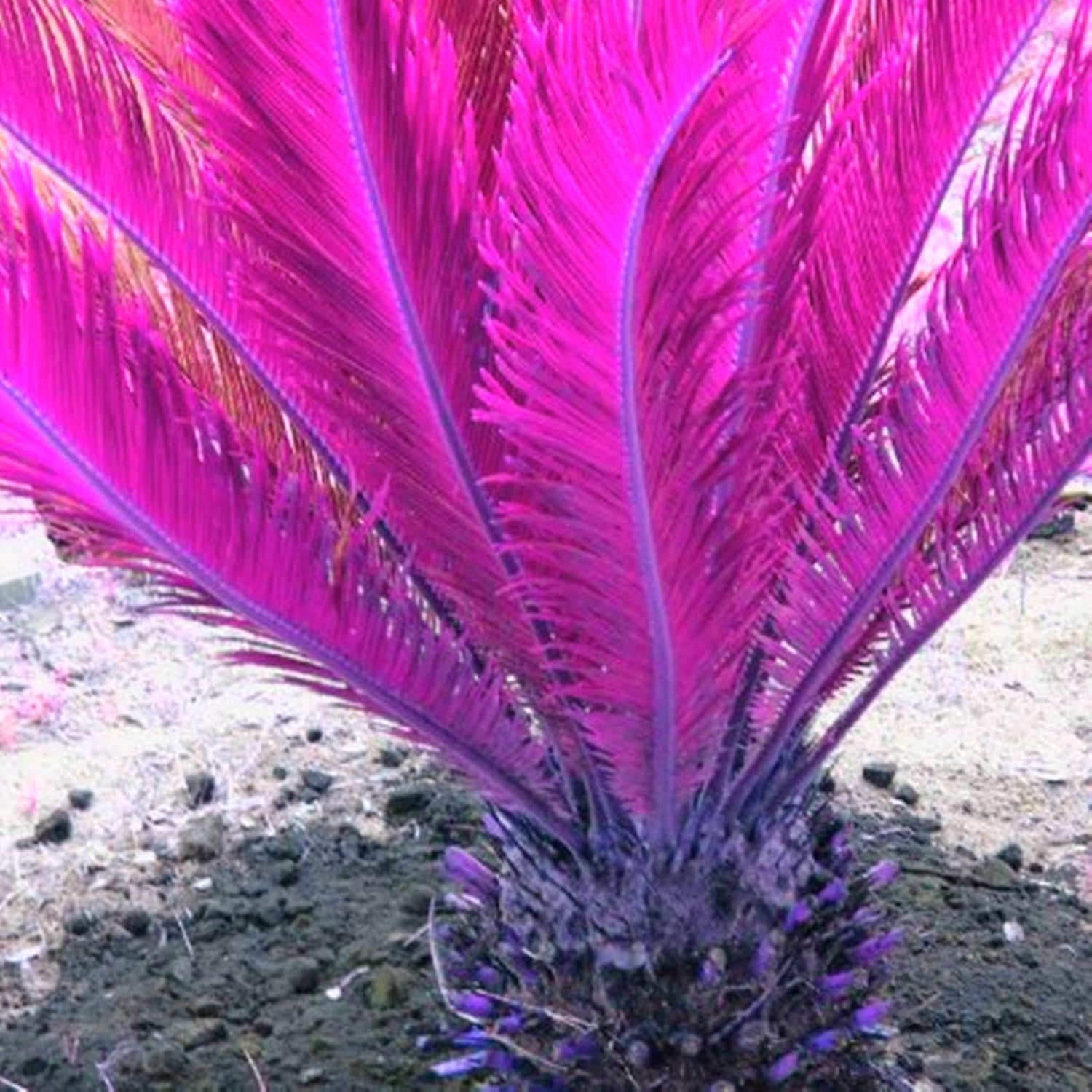 Blomsterløgblanding, Mystery Magic Bulb, Hårdfør plantning, Vinterhårdfør flerårig blomsterløg, Hårdføre løg - 3 orkidéløg