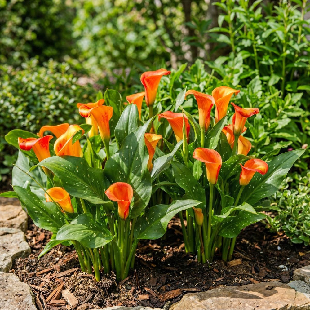 Calla Bulbs Hardy Staude - Zantedeschia Orange Passion (Orange) - 5 store blomsterløg - Ægte Hollandske planter - Til have og krukker (ikke frø, ikke kunstige)