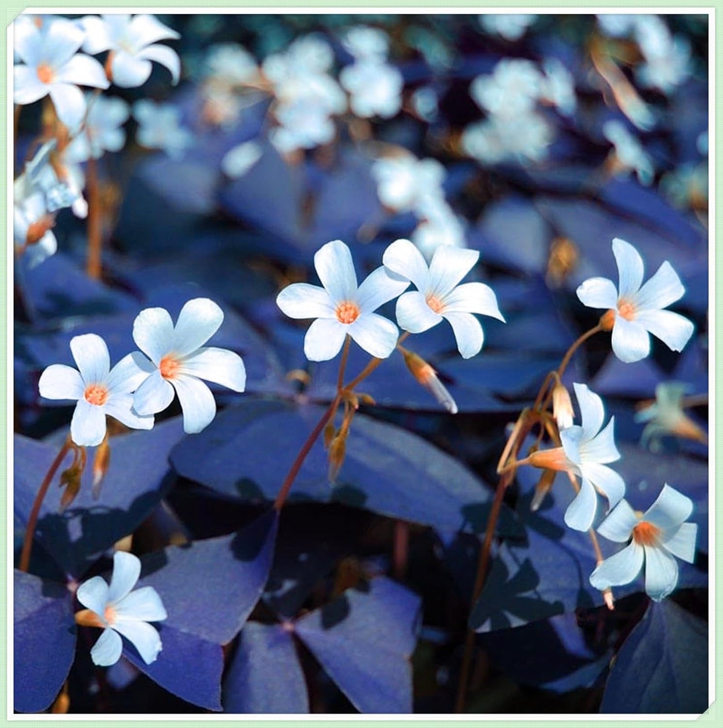 Blomsterløgblanding, Mystery Magic Bulb, Hårdfør plantning, Vinterhårdfør flerårig blomsterløg, Hårdføre løg - 3 orkidéløg