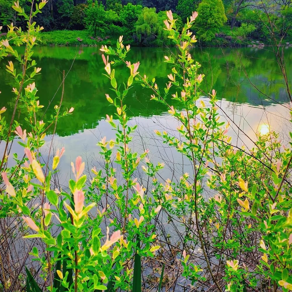 Harlekinweide - Garten Salix Integra - Gartendeko Für Draußen Baumsamen Immergrüne Winterhart Balkonpflanzen Für Sonnige Plätze 150Samen
