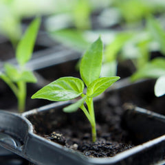 Paprika HABANERO RED/ORANGE MIX