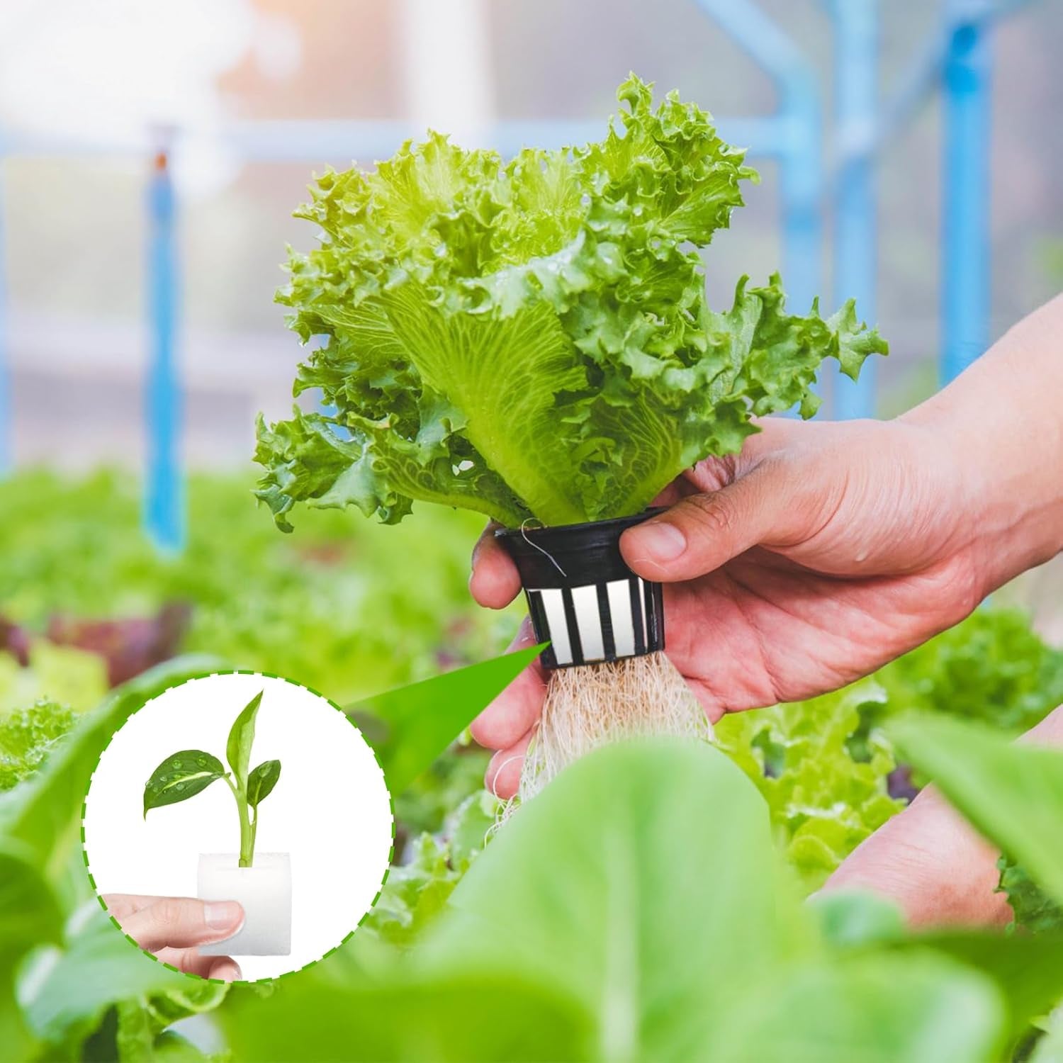 Rockwool, Formering Rockwool, 2 stk, hydroponisk svamp, 200 stk efter skæring - alternativ til drivhus, frøspiring og hjemmegrøntsager