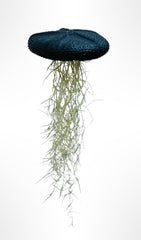 Riesenqualle Schwarz. Luftpflanzen-Qualle Mit Grosse Schwarzen Seeigel Und Spanisches Moos.