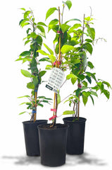 Kiwiri'S Kiwibeeren Trio - 3 Kiwipflanzen (Actinidia Arguta) - Mini Kiwi - Sortengarantie Direkt Vom Züchter