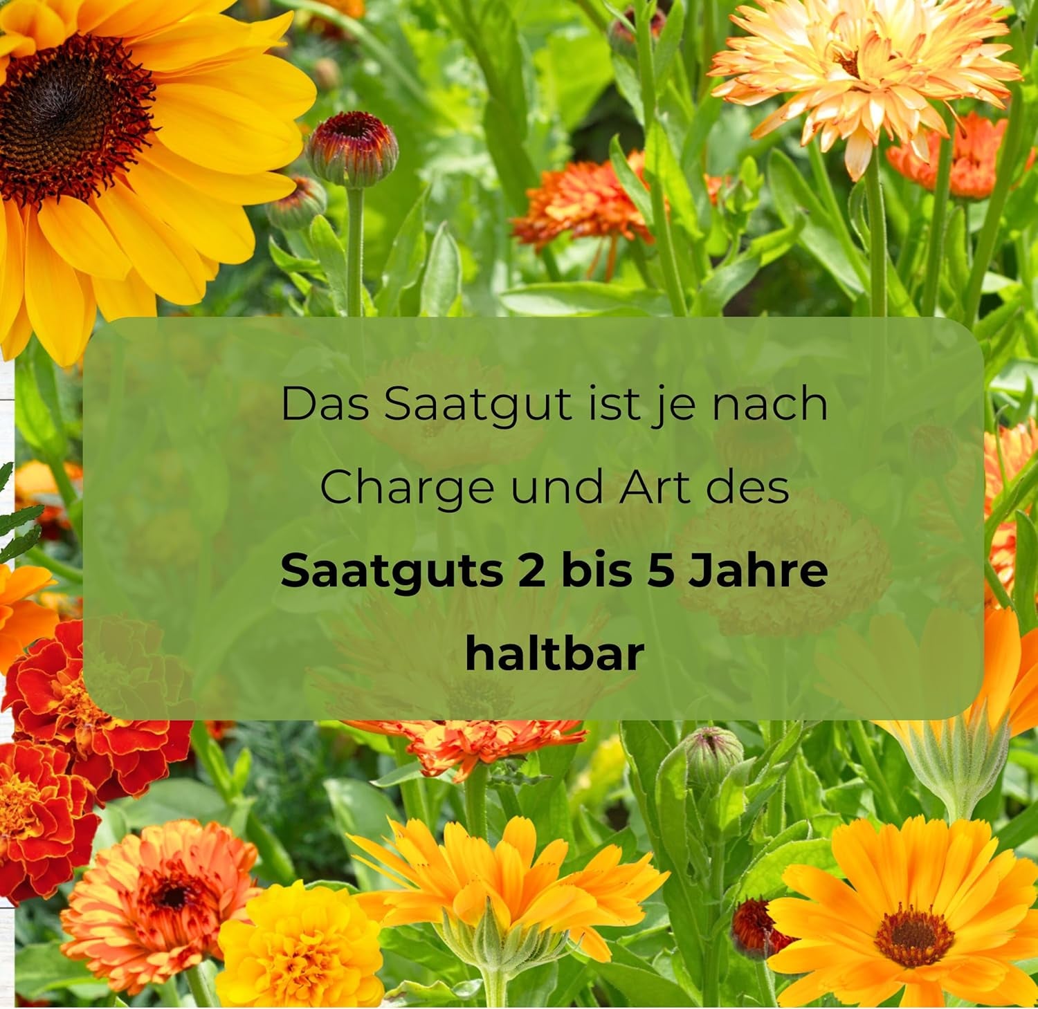 Cosmos Sensation Mix 1g frø, Cosmos Mix Sommerblomster, Haveplanter Balkonplanter, Blomsterfrø