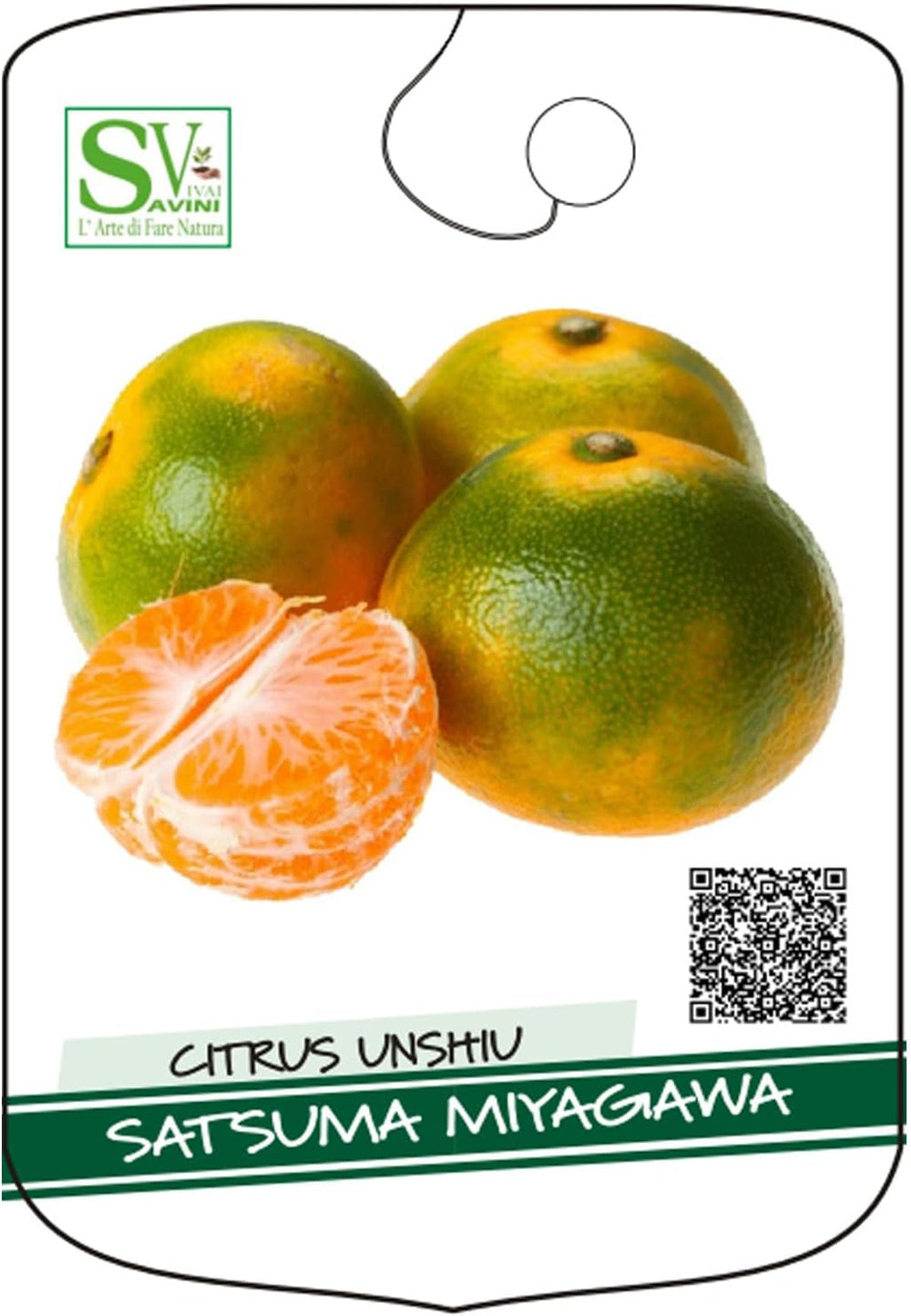 SAVINI VIVAI Mandarinenpflanze, Zitrusbaum, Frühe Mandarine Satsuma Miyagawa Im 20 Cm Topf, Höhe 70 Cm, 2-3 Jahre Veredelung, Hergestellt in Italien